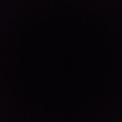 Ficus 'Alii' Ficus 'Alii'